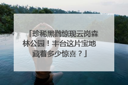 珍稀黑鹳惊现云岗森林公园！丰台这片宝地藏着多少惊喜？