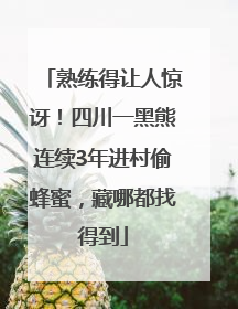 熟练得让人惊讶！四川一黑熊连续3年进村偷蜂蜜，藏哪都找得到