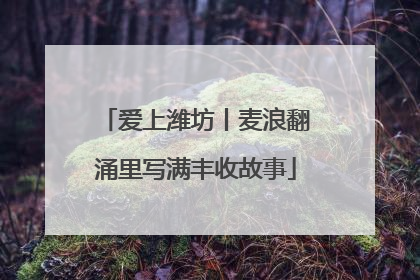 爱上潍坊丨麦浪翻涌里写满丰收故事