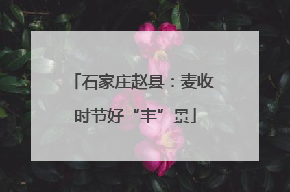 石家庄赵县：麦收时节好“丰”景