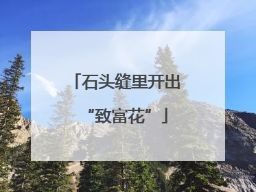 石头缝里开出“致富花”