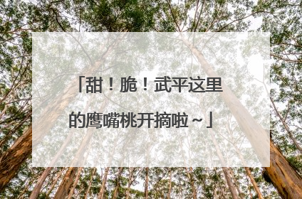 甜！脆！武平这里的鹰嘴桃开摘啦～