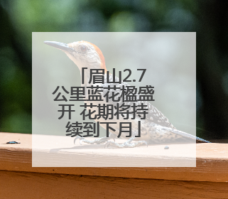 眉山2.7公里蓝花楹盛开 花期将持续到下月