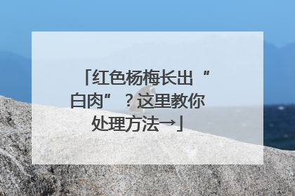 红色杨梅长出“白肉”？这里教你处理方法→