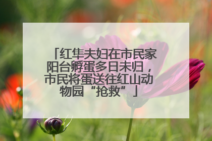 红隼夫妇在市民家阳台孵蛋多日未归，市民将蛋送往红山动物园“抢救”