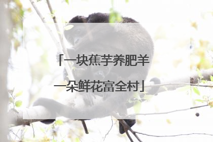 一块蕉芋养肥羊 一朵鲜花富全村