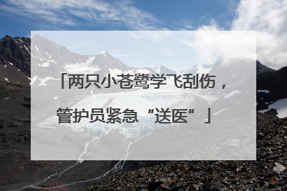两只小苍鹭学飞刮伤，管护员紧急“送医”