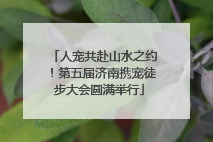 人宠共赴山水之约！第五届济南携宠徒步大会圆满举行