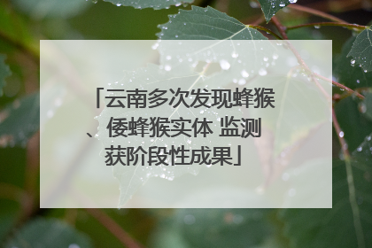 云南多次发现蜂猴、倭蜂猴实体 监测获阶段性成果