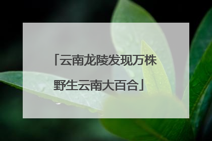 云南龙陵发现万株野生云南大百合