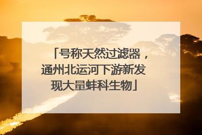 号称天然过滤器，通州北运河下游新发现大量蚌科生物