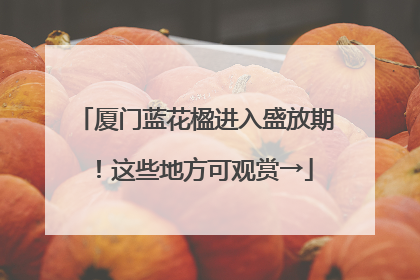 厦门蓝花楹进入盛放期！这些地方可观赏→