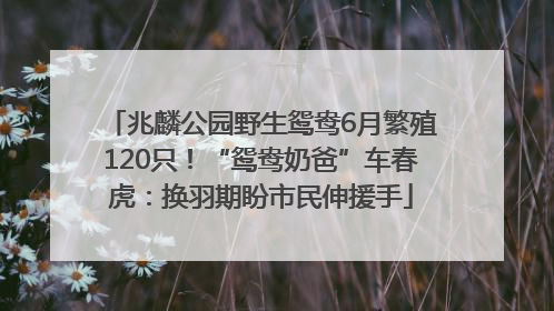 兆麟公园野生鸳鸯6月繁殖120只！“鸳鸯奶爸”车春虎：换羽期盼市民伸援手