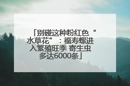 别碰这种粉红色“水草花”：福寿螺进入繁殖旺季 寄生虫多达6000条