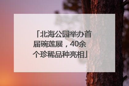 北海公园举办首届碗莲展，40余个珍稀品种亮相