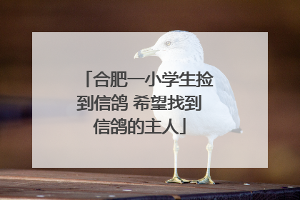 合肥一小学生捡到信鸽 希望找到信鸽的主人