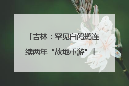 吉林：罕见白鸬鹚连续两年“故地重游”