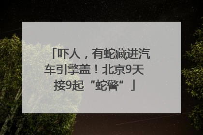 吓人，有蛇藏进汽车引擎盖！北京9天接9起“蛇警”