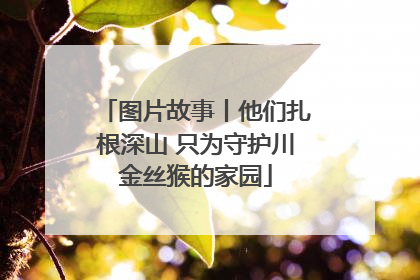 图片故事丨他们扎根深山 只为守护川金丝猴的家园