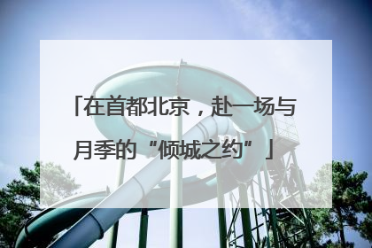 在首都北京，赴一场与月季的“倾城之约”