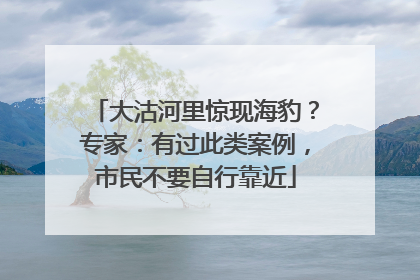 大沽河里惊现海豹？专家：有过此类案例，市民不要自行靠近