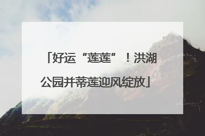 好运“莲莲”！洪湖公园并蒂莲迎风绽放
