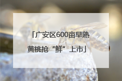 广安区600亩早熟黄桃抢“鲜”上市
