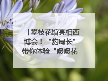攀枝花馆亮相西博会！“豹局长”带你体验“暖暖花城”独特魅力｜西博视界