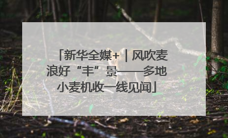 新华全媒+｜风吹麦浪好“丰”景——多地小麦机收一线见闻