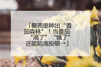 椰壳里种出“番茄森林”！当番茄“渴了”“饿了”还能精准投喂→
