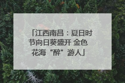 江西南昌：夏日时节向日葵盛开 金色花海“醉”游人