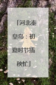 河北秦皇岛：初夏时节插秧忙