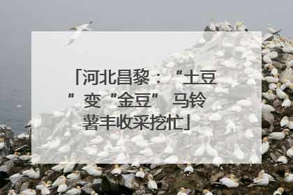 河北昌黎：“土豆”变“金豆” 马铃薯丰收采挖忙