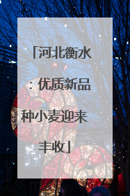 河北衡水：优质新品种小麦迎来丰收