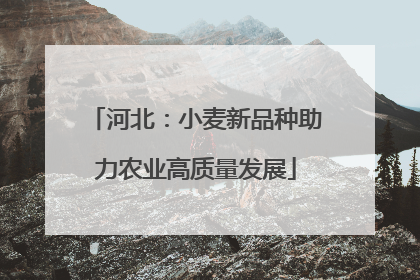 河北：小麦新品种助力农业高质量发展