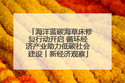 海洋蓝碳海草床修复行动开启 循环经济产业助力低碳社会建设丨新经济观察