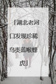 湖北老河口发现珍稀鸟类蓝喉蜂虎