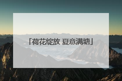 荷花绽放 夏意满塘