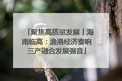 聚焦高质量发展丨海南临高：渔港经济奏响三产融合发展强音