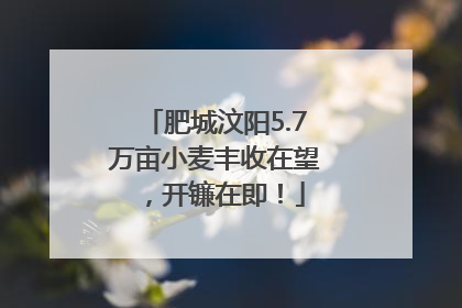 肥城汶阳5.7万亩小麦丰收在望，开镰在即！