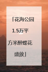 花海公园1.5万平方米醉蝶花盛放
