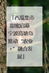 西瓜集市甜蜜启幕 宁波高塘岛推动“农业+”融合发展