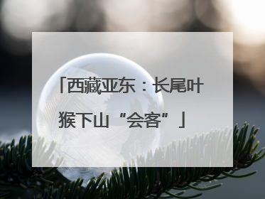西藏亚东：长尾叶猴下山“会客”