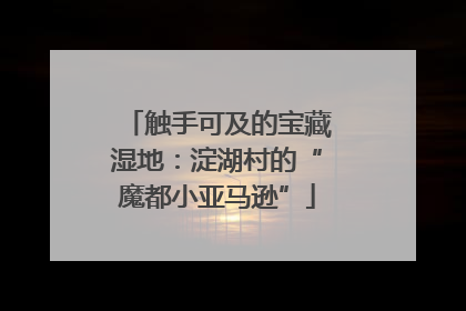 触手可及的宝藏湿地：淀湖村的“魔都小亚马逊”