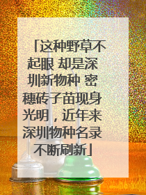 这种野草不起眼 却是深圳新物种 密穗砖子苗现身光明，近年来深圳物种名录不断刷新