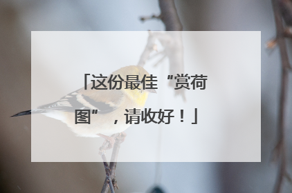 这份最佳“赏荷图”，请收好！