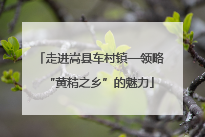 走进嵩县车村镇—领略“黄精之乡”的魅力