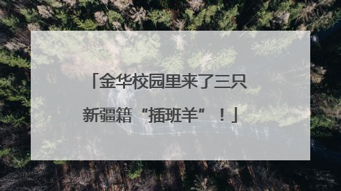 金华校园里来了三只新疆籍“插班羊”！