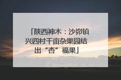 陕西神木：沙峁镇兴四村千亩杂果园结出“杏”福果
