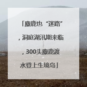 麋鹿也“迷路”，洞庭湖汛期来临，300头麋鹿渡水登上生境岛